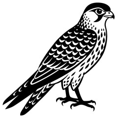 Fototapeta premium Kestrel vector silhouette 