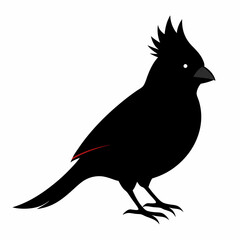 Cardinal silhouette on white background