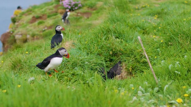 Atlantic Puffins fighting inside a burrow, others come to see the commotion. Scotland, Slomo