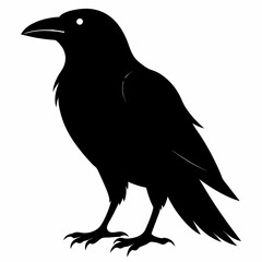 black crow silhouette  on white background