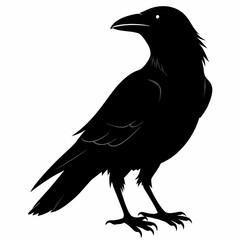 black crow silhouette  on white background