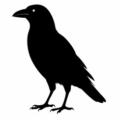 black crow silhouette  on white background