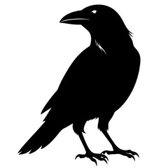 black crow silhouette  on white background