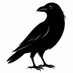 black crow silhouette  on white background