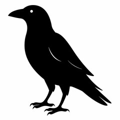 black crow silhouette  on white background