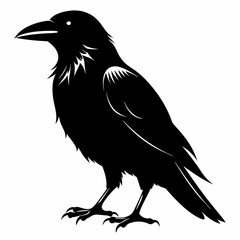 black crow silhouette  on white background