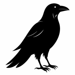 black crow silhouette  on white background