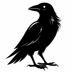 black crow silhouette  on white background