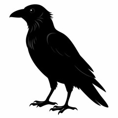 black crow silhouette  on white background