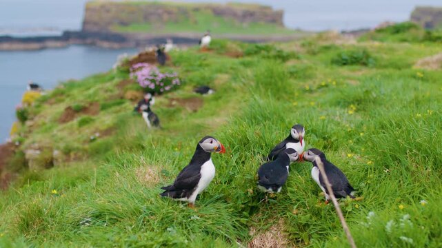 Group of Puffins interacting and starting a fight, Scotland. Slomo