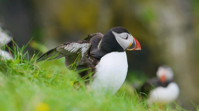 Close up of Atlantic Puffin bird rousing, shaking head and feathers on cliff, Slomo