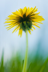 Yellow wildflower on a summer meadow in warm sunlight. Ggreen grass field and blue sky., soft focus, warm pastel tones. Nature, weather concept, bokeh, selective focus