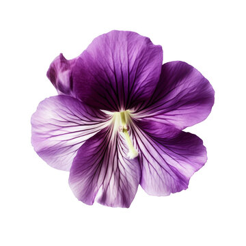 recommend clip art: Purple flower isolate on transparent png.
                    