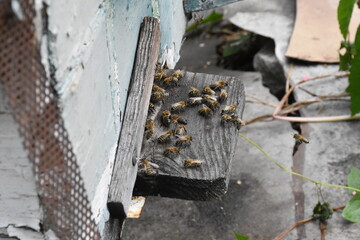 Bees Bringing Honey to the Hive: A Close-Up Look at Nature's Pollinators in Action