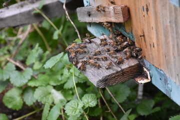 Bees Bringing Honey to the Hive: A Close-Up Look at Nature's Pollinators in Action
