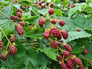 Fresh Blackberries: A Close-Up of Juicy Summer Berries
