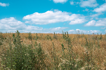 Scènes de Prairie Estivale