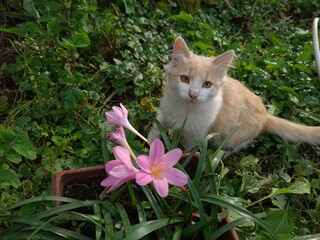 Curious Encounter: Red Cat and Fragrant Flower