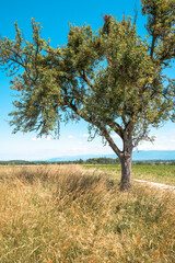 Arbre solitaire au milieu du champ