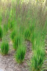 Pfeifengras (Molinia caerulea 'Moorhexe')