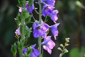 Majestic Blue Delphiniums in Full Bloom
