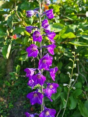 Majestic Blue Delphiniums in Full Bloom
