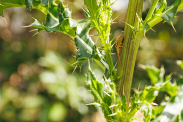 Vue macro d'une araignée sur une tige de plante, France