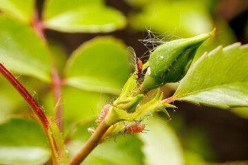 Vue macro d'une colonie de pucerons sur une plante dans un jardin, France