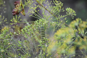 Vibrant Blooming Dill in the Sunlight
