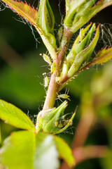 Vue macro d'une colonie de pucerons sur une plante dans un jardin, France