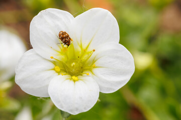 Vue macro d'un anthrène du bouillon blanc  sur une fleur, France