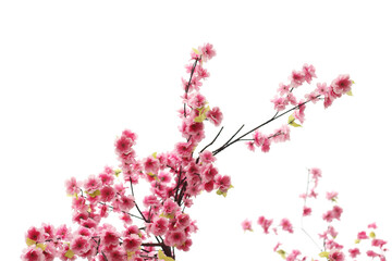pink blossom flower tree on white background.