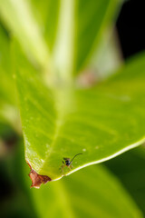 Vue macro d'un insecte sur une feuille d'arbuste dans un jardin, France