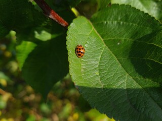 Nature's Harmony: Ladybug Resting on Verdant Leaves

