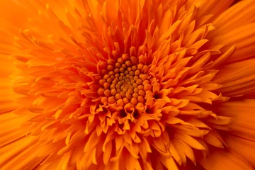 Orange calendula flower, close up macro banner. Calendula orange Flower, closeup macro © Maksims