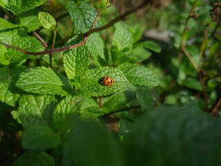 Nature's Harmony: Ladybug Resting on Verdant Leaves
