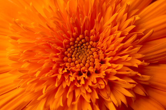 Orange calendula flower, close up macro banner. Calendula orange Flower, closeup macro