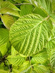 Close-up of Rubus Idaeus (Raspberry) Leaf in Vibrant Green Foliage