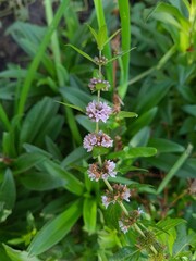 Fresh Mint Blossoms: A Fragrant Glimpse of Nature's Herbal Beauty
