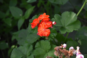 Radiant red Geraniums in Full Bloom