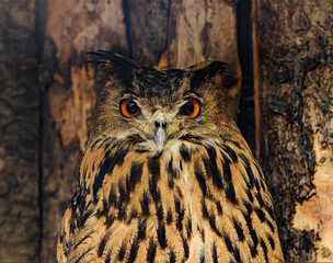 Eurasian eagle-owl (Bubo bubo) portrait
