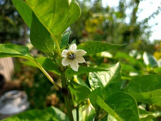 Delicate Pepper Bloom – The Beginning of a Fiery Fruit
