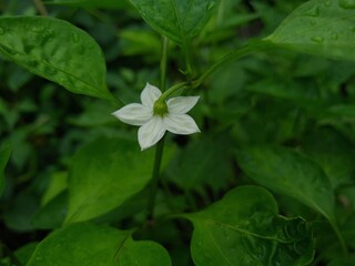 Delicate Pepper Bloom – The Beginning of a Fiery Fruit
