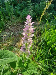 Clary Sage in Full Bloom