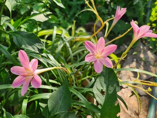 Whispers of Spring: Pink Zephyrettes Dancing in the Breeze
