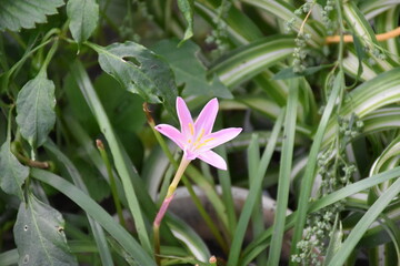 Whispers of Spring: Pink Zephyrettes Dancing in the Breeze
