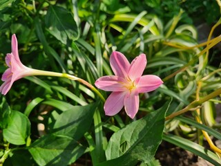 Whispers of Spring: Pink Zephyrettes Dancing in the Breeze
