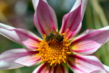 Biene in einer rosa Dahlie