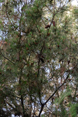 chica, mujer, playa, skate, look, ropa, trenzas, pendientes, collar, pendiente, camisa, bañador, uñas, bosque, skatepark, 