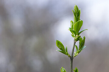 young branch blooms leaves in spring. tree branch with buds and green leaves, spring background. close-up. spring season, nature wakes up.
